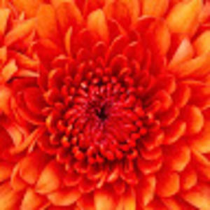 Meet your Posher, Frenchelle